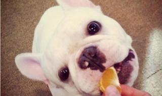 狗狗能吃黄瓜吗 狗可以吃水果吗